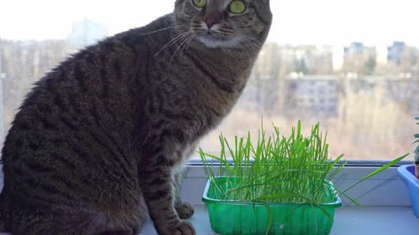 Kedi Pencere Pervazında Otururken Yulaf Otu Yer Penceredeki Kedi Için — Stok video