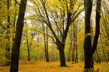 Sonbaharda ormanda sarı yapraklı ağaçlar. Doğa manzarası. Doğa.