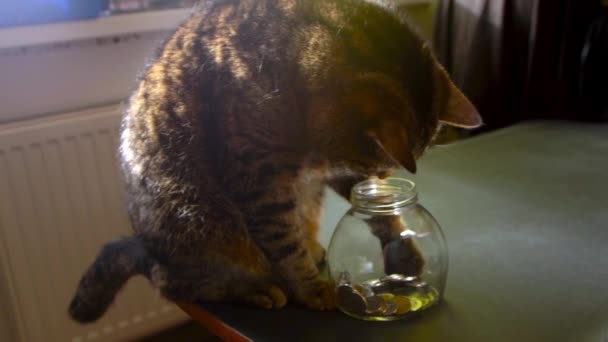 猫はガラスの瓶からコインを引き出し その足を引っ張ります 猫はお金を得る — ストック動画
