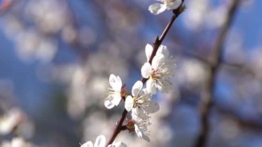 Kayısı ağacının beyaz çiçekleri. Bahçede bahar çiçekleri açan dallar. Rüzgar sallanıyor. Mavi ağaç