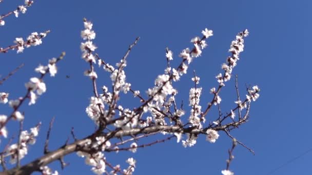 Flores Brancas Damasco Primavera Ramos Floridos Jardim Vento Balança Árvore — Vídeo de Stock