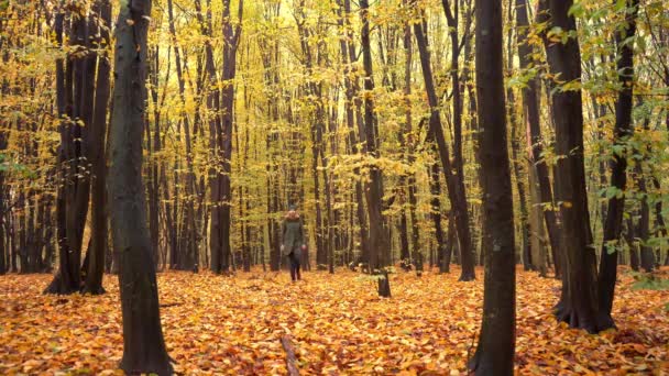 Jesienny Las Drzewa Liściaste Lesie Mieszanym Promień Buk Kobieta Spaceruje — Wideo stockowe
