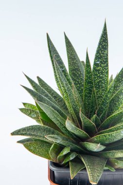 Haworthia Aloe Akış bitkisi saksı içinde sulu. Beyaz arka planda küçük yeşil bir çiçek. Rosette bitkisi Gasteraloe