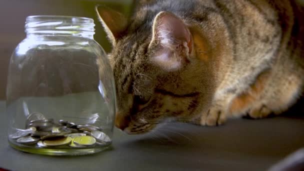 Cat Előhúz Egy Érmét Egy Üvegedényből Mancsával Cat Pénzt Kap — Stock videók