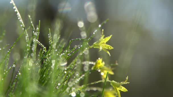 森の野生の花 ゲガサ ミニマ または 黄色の星 グリーン グラスでデュー 新鮮な自然 水を落とす — ストック動画