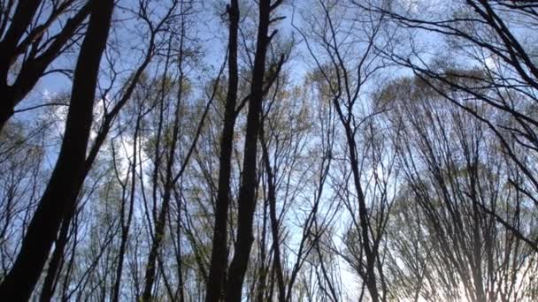 Дерева Лісі Блакитне Небо Природа Відеокліп
