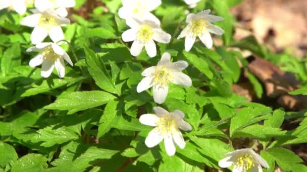 Flores Silvestres Blancas Brote Planta Anémona Nemorosa — Vídeos de Stock
