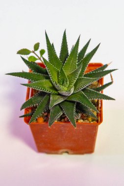 Haworthia Fasciata - Zebra Bitkisi saksıda sulu. Beyaz arkaplanda yeşil küçük çiçek