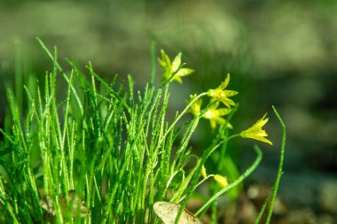 Forest wild flower Gagea minima or yellow star. Dew on green grass. Fresh nature. Drops water. clipart