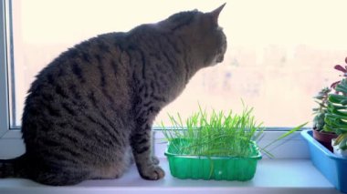 Kedi pencere pervazında otururken yulaf otu yer. Penceredeki kedi için yeşillik yetiştir.