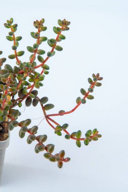 Sedum stahlii mercan boncukları taşrop bitkisi saksıda sulu. Beyaz arkaplanda yeşil küçük çiçek