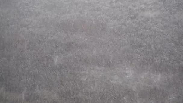 Йде Сніг Зимова Сніжна Погода Сильний Снігопад Над Видом Ліс Стокове Відео 