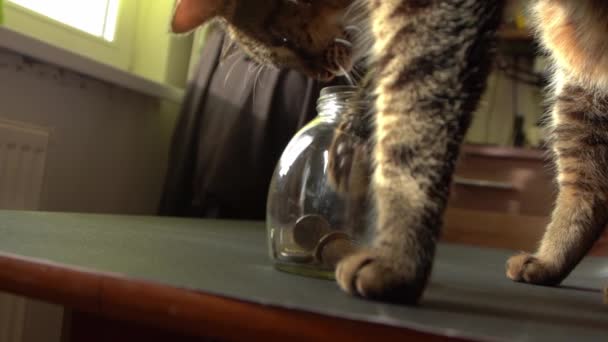 고양이는 엉덩이로 항아리에서 동전을 꺼냅니다 고양이는 얻는다 — 비디오