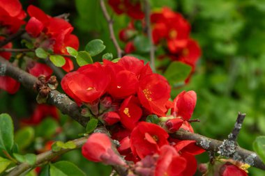 Kırmızı bahar çiçeği. Japon ayva Chaenomeles. Çalı dalında Bud. Bahçede yeşil yapraklar. Doğa bitkisi çiçek açıyor.