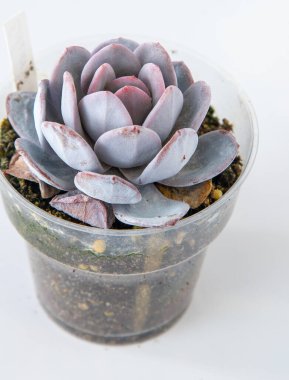 Echeveria Tozlu Gül bitkisi tencereye sulu. Beyaz arkaplanda yeşil küçük çiçek