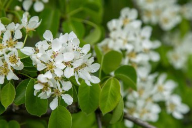 Armut çiçeği. Beyaz tomurcuklar. Meyve ağacı çiçeği. Bahar yeşili