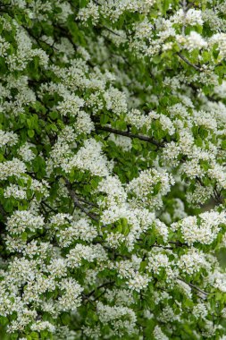 Armut çiçeği. Beyaz tomurcuklar. Meyve ağacı çiçeği. Bahar doğası dalı