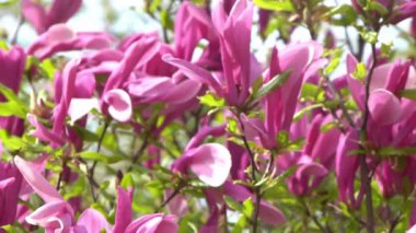 Pembe manolya çiçekleri. Bahçedeki bir ağaç dalında çiçek tomurcuğu. Bahar çiçekli doğa yaprağı