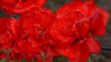 Kırmızı laleler çiçek arka planda taç tomurcuğu. Bahar bahçesi.