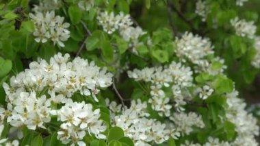 Armut çiçeği. Beyaz tomurcuklar. Meyve ağacı çiçekleri. İlkbahar rüzgarı