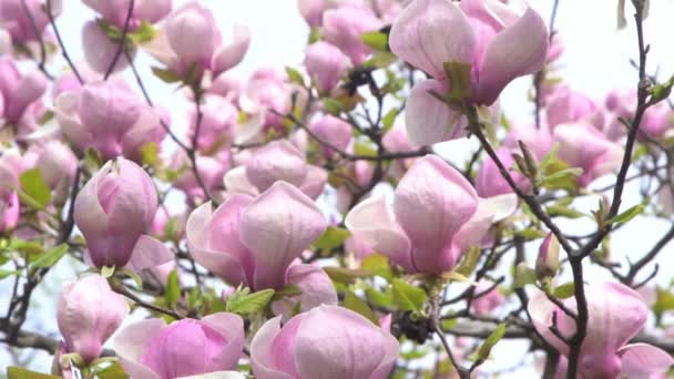 Flores Magnólia Rosa Flor Broto Galho Árvore Jardim Primavera Florescer — Vídeo de Stock
