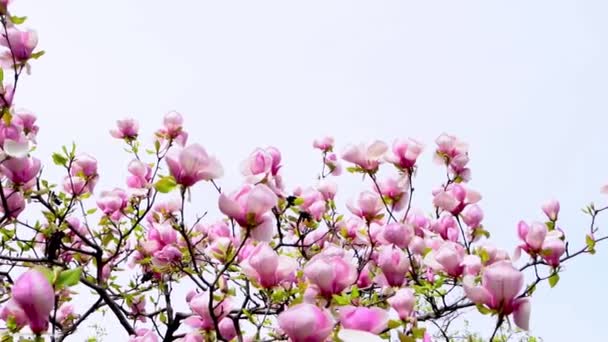 粉红色的木兰花 花园树枝上的花蕾 春盛开的自然叶子 — 图库视频影像