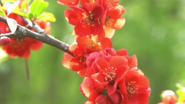 赤い春の花でした チェノメレス以来の日本語 ブッシュの枝にバッド 庭に緑が残っている ネイチャープラントブルーム — ストック動画
