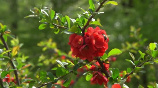 赤い春の花でした チェノメレス以来の日本語 ブッシュの枝にバッド 庭に緑が残っている ネイチャープラントブルーミング — ストック動画
