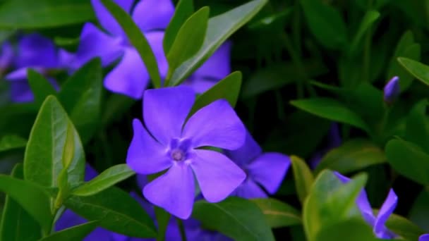 Fleur Pervenche Plante Jardin Bourgeon Floraison Vinca Feuilles Flore — Video