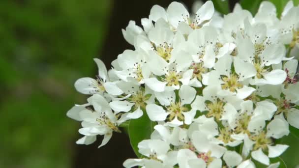 Birnenblüte Weiße Knospen Obstbaumblüte Frühlingsnatur — Stockvideo