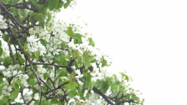 Груша Цвіте Білі Бруньки Квіти Плодових Дерев Весняна Природа Копіювати Ліцензійні Стокові Відеоролики