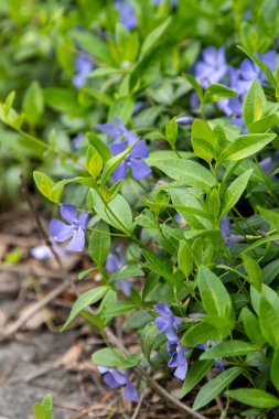 Periwinkle çiçeği. Bahçe bitkisi Bud Bloom Vinca yaprakları.