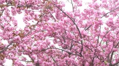 Sakura pembe çiçeklerle çiçek açar. Bahçedeki ağaçlar. Dallardaki tomurcuklar. Bahar bitkisi arka planı