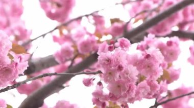Sakura pembe çiçek yapraklarıyla çiçek açar. Bahçedeki ağaçlar. Dallardaki tomurcuklar. Bahar bitkisi