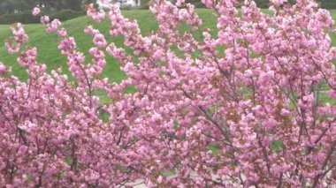 Sakura pembe çiçeklerle çiçek açar. Bahçedeki ağaçlar. Dallardaki tomurcuklar. Bahar bitkisi manzarası. Rüzgar dalgası çiçek açıyor.