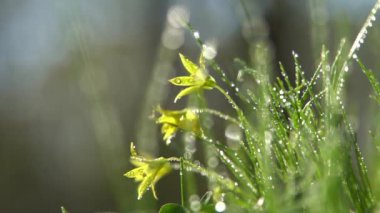Orman çiçeği Gagea minima ya da sarı yıldız. Yeşil çimlerin üzerindeki çiy tanesi. Taze doğa. Su damlatıyor