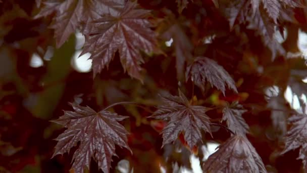 Κόκκινα Φύλλα Ιαπωνικών Κλαδιών Σφενδάμου Φόντο Λουλουδιών Φύσης — Αρχείο Βίντεο