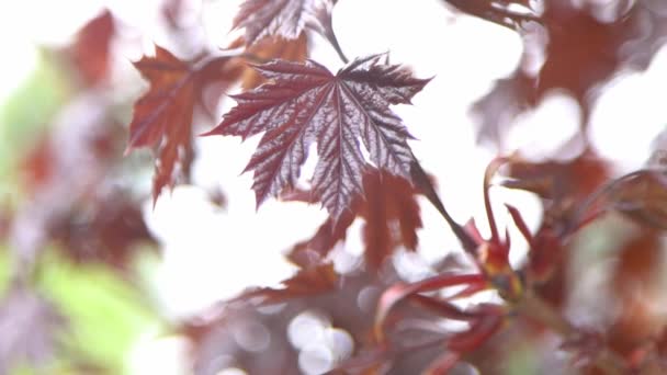 Rode Bladeren Van Japanse Esdoorn Boomtakken Natuur Bloemen Achtergronden — Stockvideo