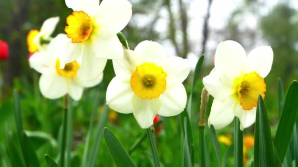Daffodils Bloemen Bloeien Witte Gele Knop Van Een Lenteplant Wind — Stockvideo