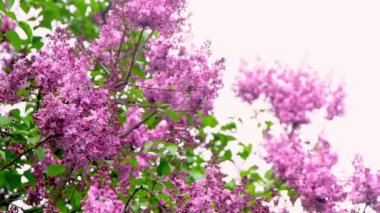 Dal açan leylak çiçekleri. Bahçe bitkisi, doğa çiçeği.