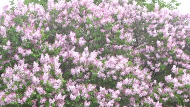 Lila Bloemen Bloeiende Tak Tuin Voorjaar Struik Plant Natuur — Stockvideo