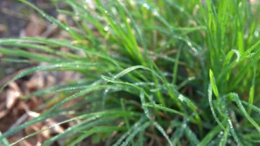 Yeşil çimlerin üzerindeki çiy tanesi. Taze doğa. Su damlatıyor