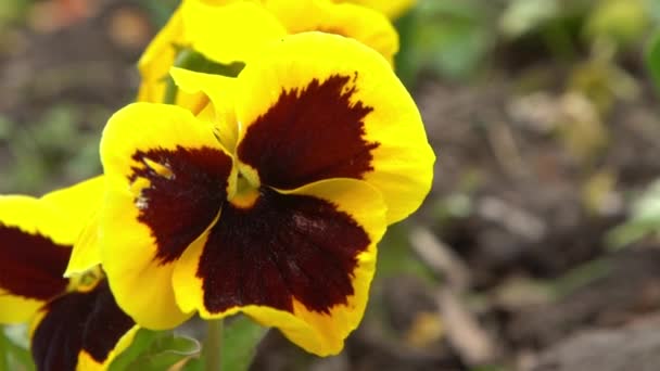 Yellow Pansy Bud Flower Spring Garden Pansies Plant — Stock Video