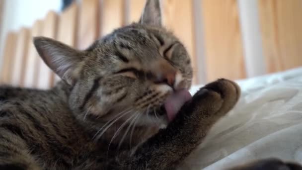 Die Katze Leckt Das Kätzchen Wäscht Sich Selbst — Stockvideo