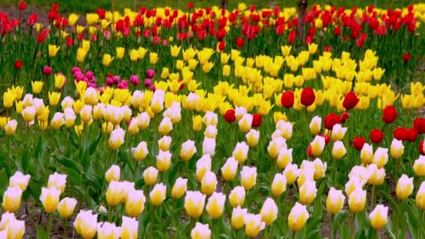 Різнокольорові Тюльпани Квітковий Фон Пелюсток Весняний Сад Ліцензійні Стокові Відео