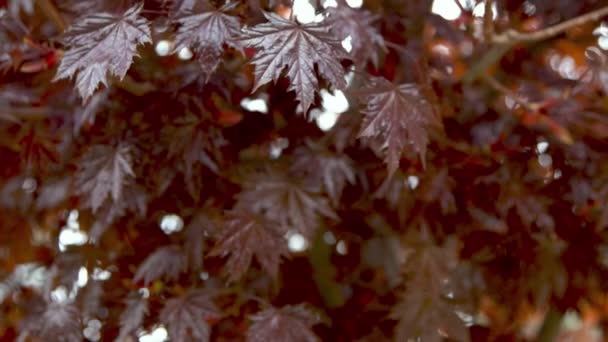 Червоне Листя Японських Кленових Гілок Дерева Природні Квіткові Фони Ліцензійні Стокові Відео