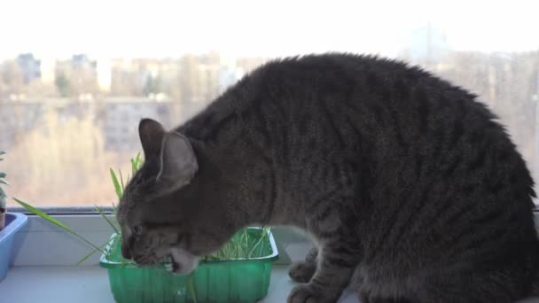 Kočka Ovesnou Trávu Zatímco Sedí Parapetu Pěstovat Zeleň Pro Kočku — Stock video