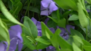 Periwinkle çiçeği. Bahçe bitkisi Bud Bloom Vinca çiçek yaprakları