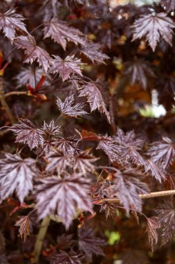 Japon akçaağaç dallarının kırmızı yaprakları. Doğal sonbahar çiçekleri.