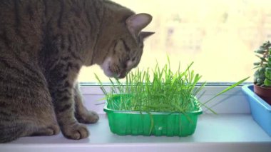 Kedi pencere pervazında otururken yulaf otu yer. Penceredeki kedi için yeşillik yetiştir.